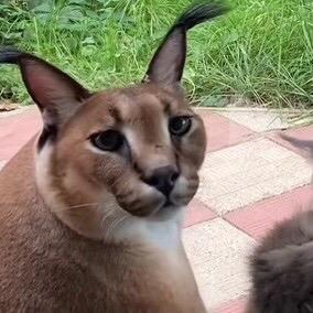 怀特星认真的蒜苗