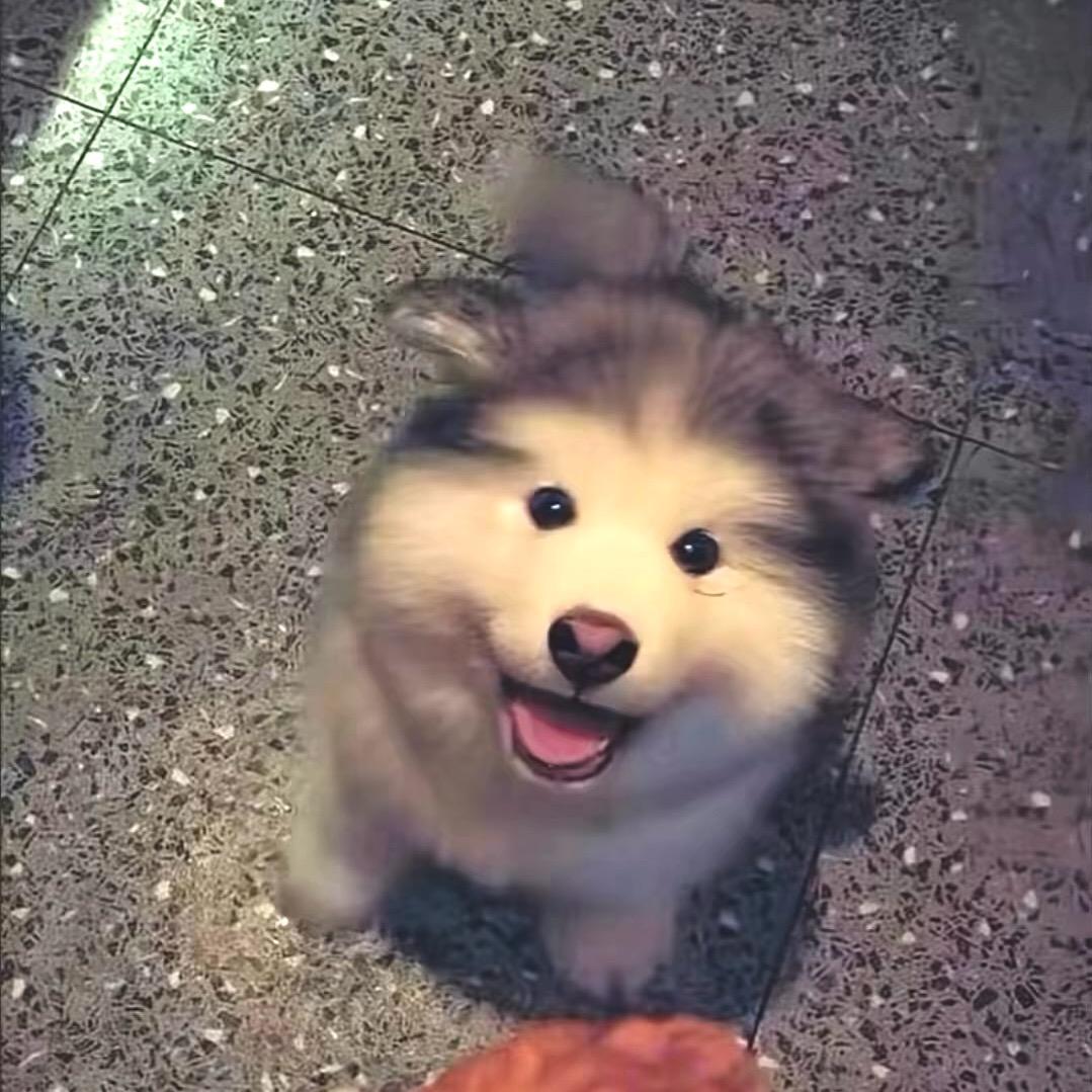小宜萌宠