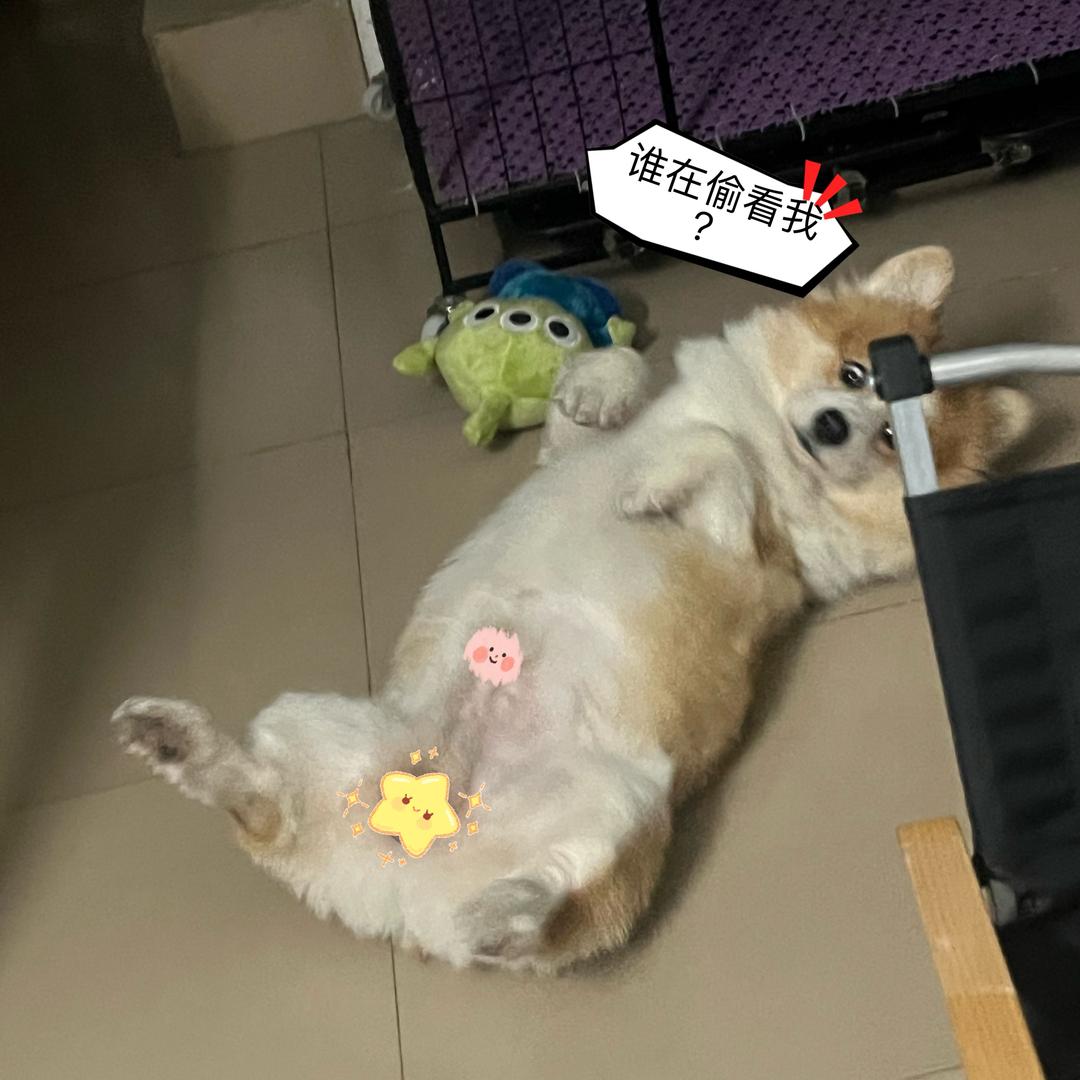 🐶仔仔爱吃薯条