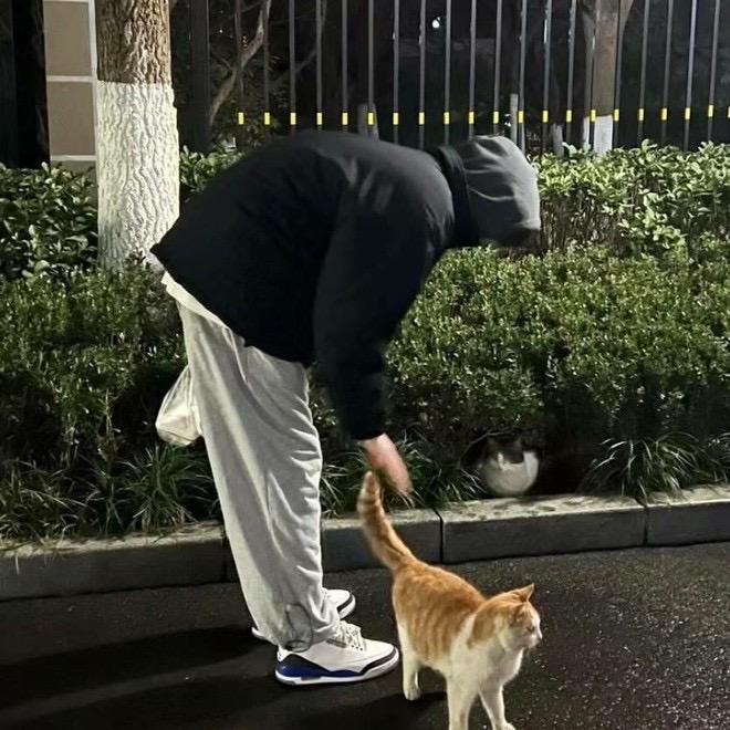 树下的猫