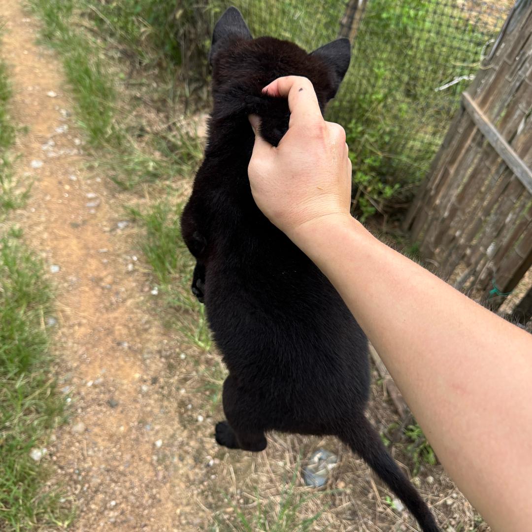 芜湖丫山田园犬舍
