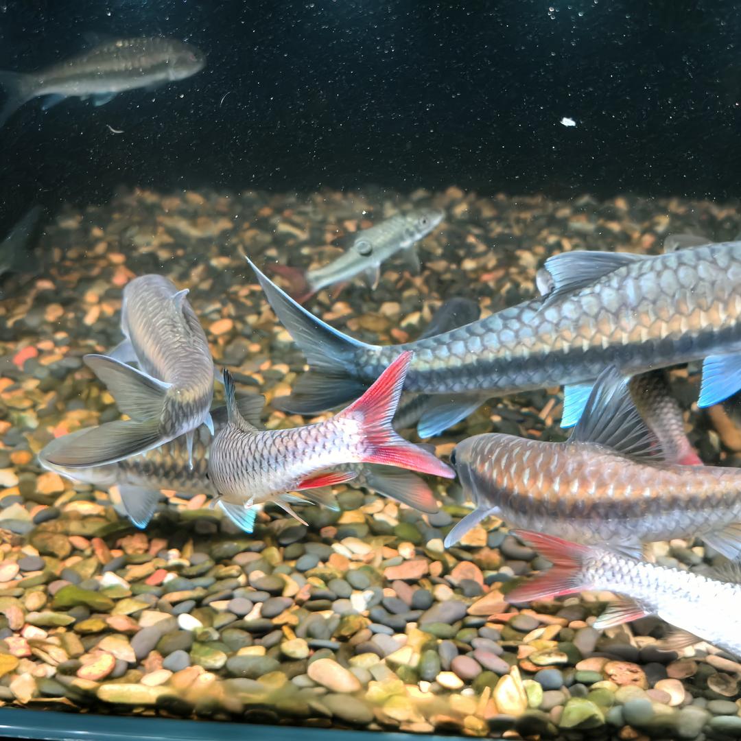 鲲鵬壹號（吉罗鱼）