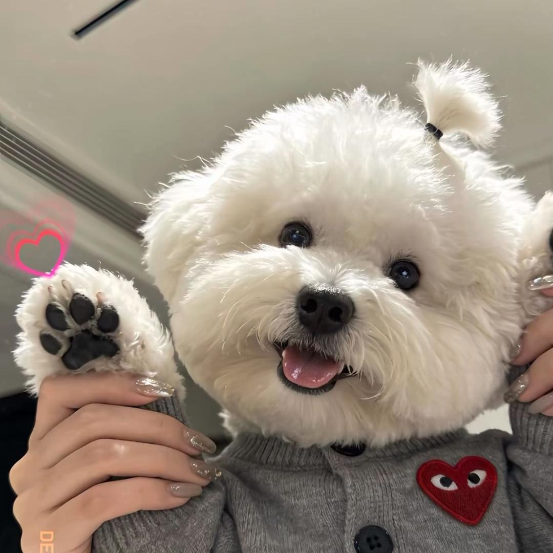 Puppyoo头像