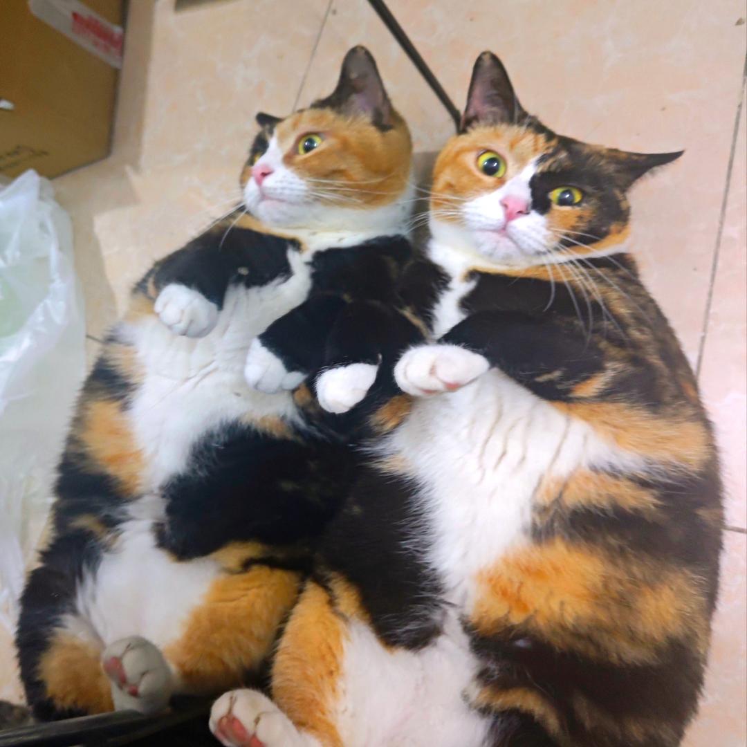 小蜜蜂益智