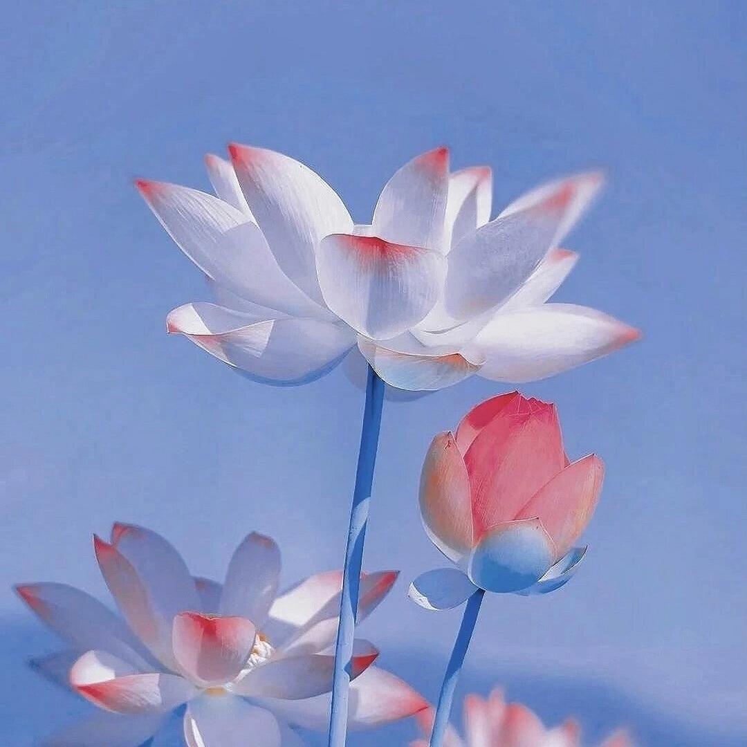 康道如意