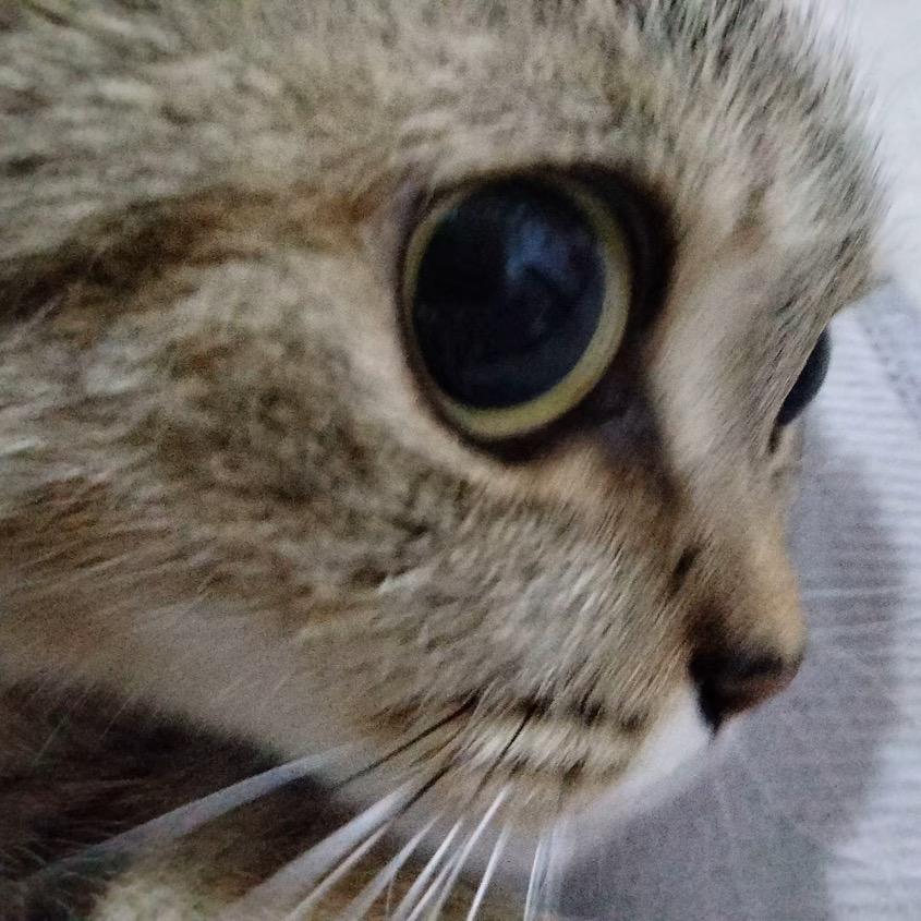 崽崽小笼包
