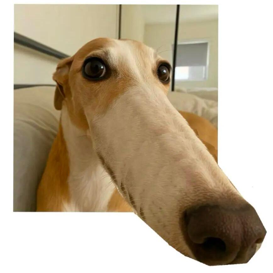 悲伤西红柿炒蛋