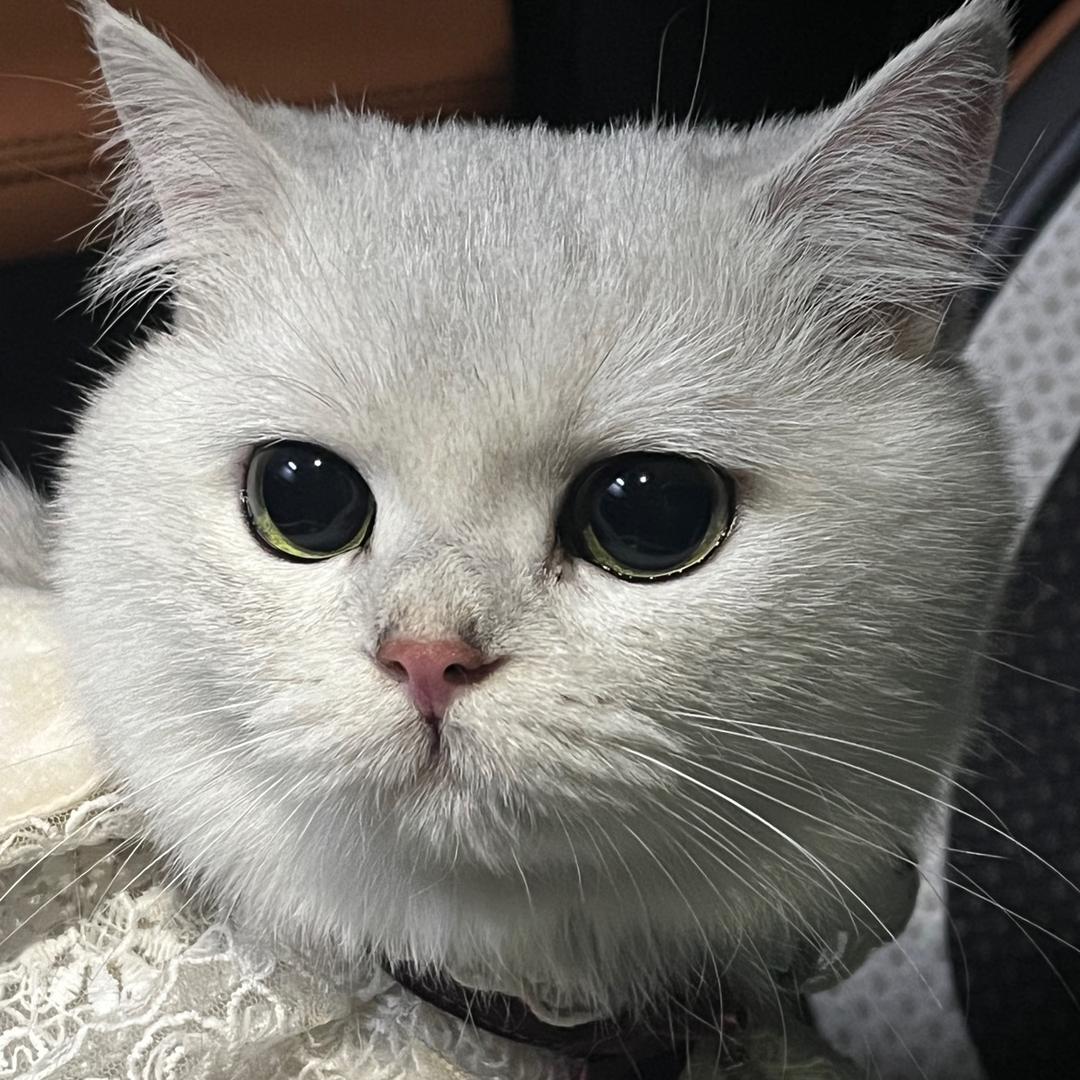 奶宝宝是只猫