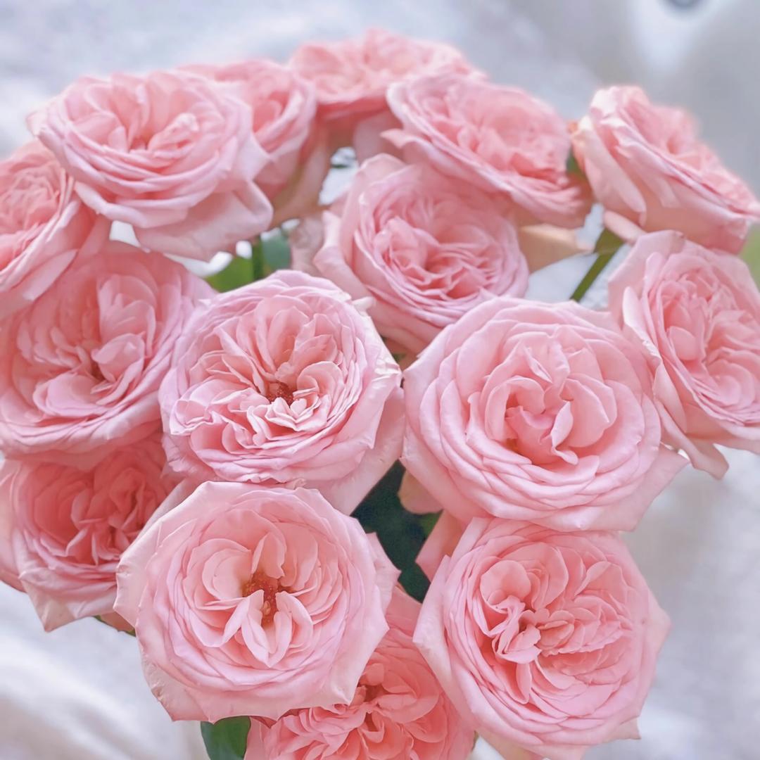云冉花卉