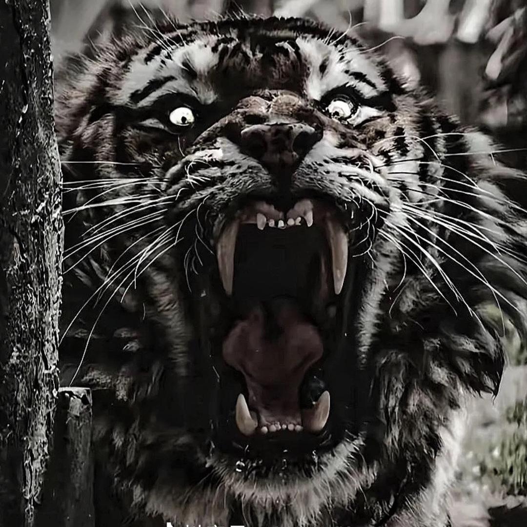 🐯