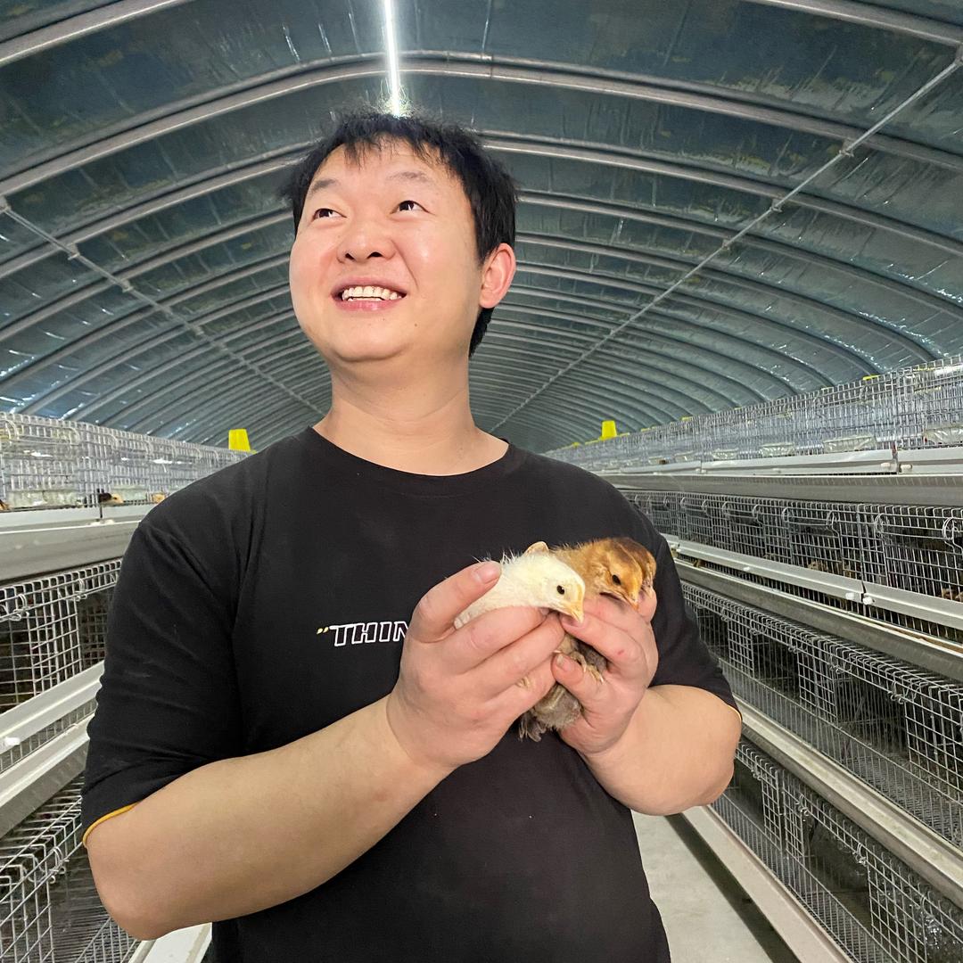 小胖麻羽绿壳土鸡苗