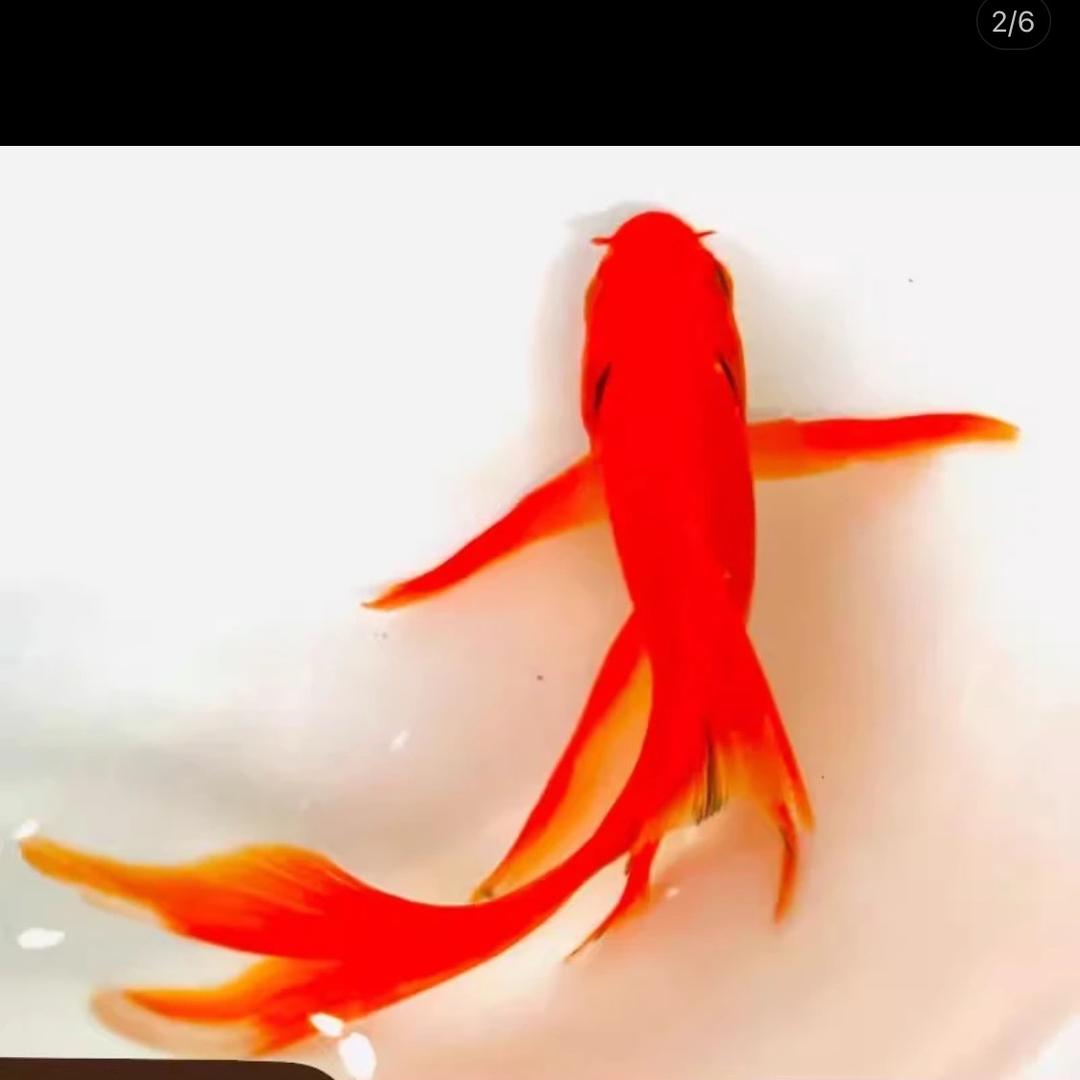 胡哥
