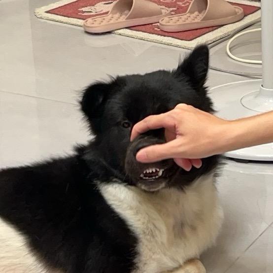奶牛花