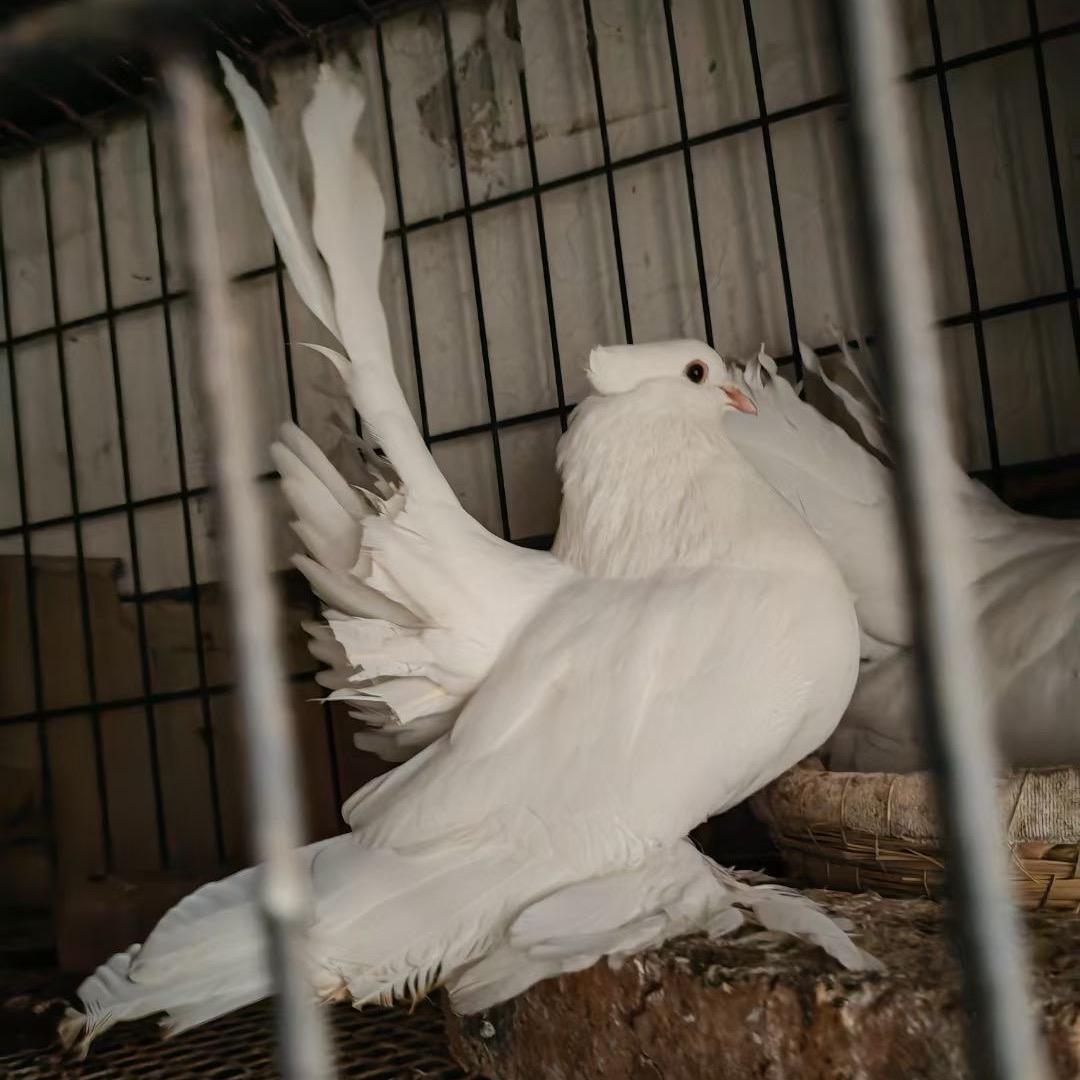 小山东观赏鸽