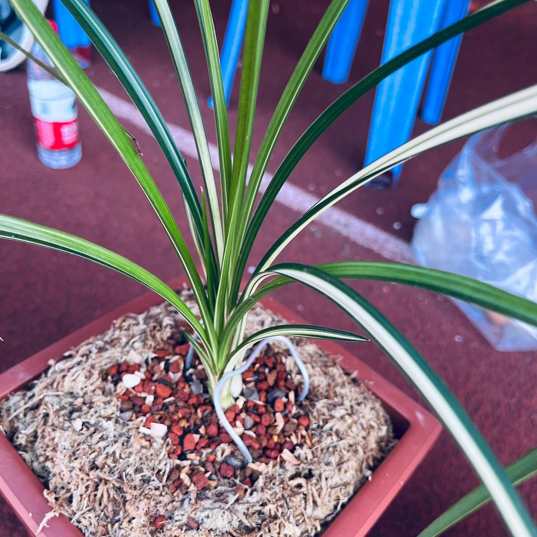 艺龙兰苑（张哥）