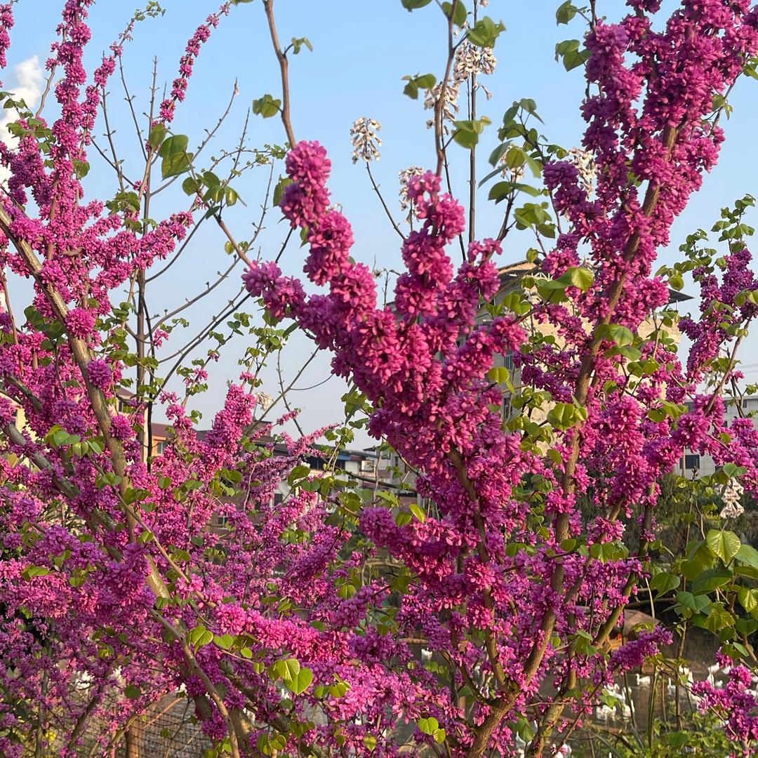 永远后悔不相见