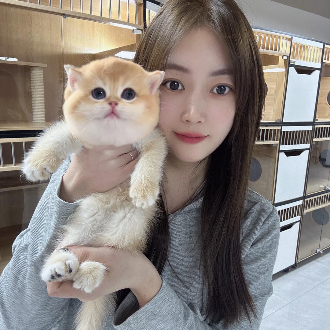 猫殿豆芽