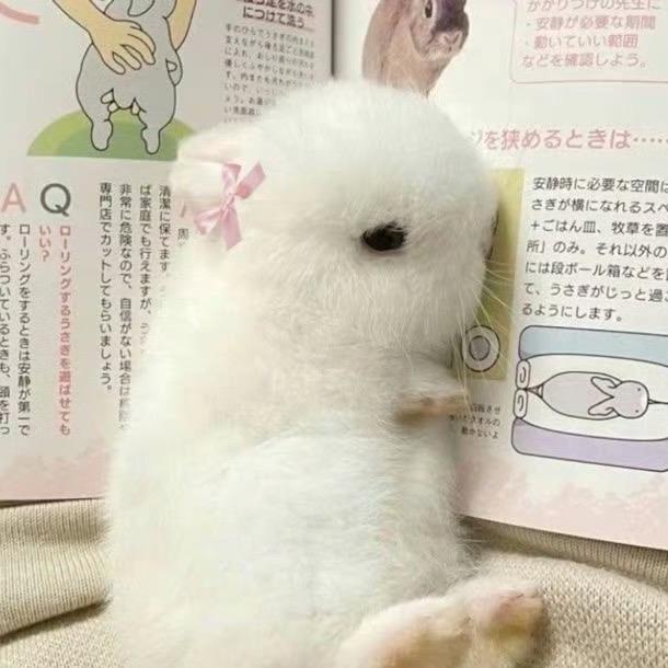 草莓星醒