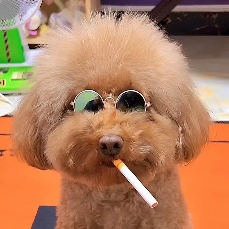 日常撸狗，皮皮小妞@抖音