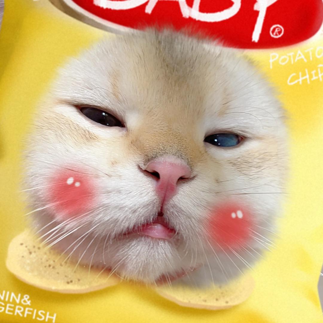 屁桃小猫