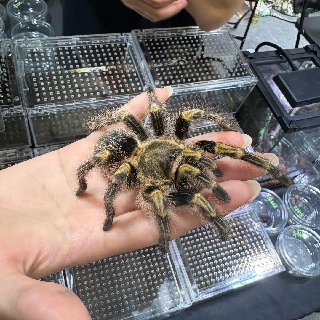 重生之，找工作版