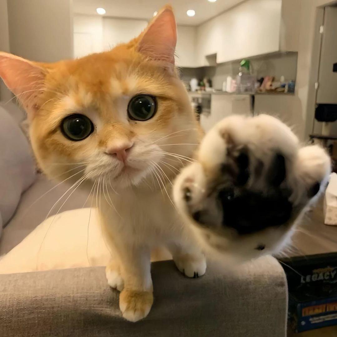老六呢