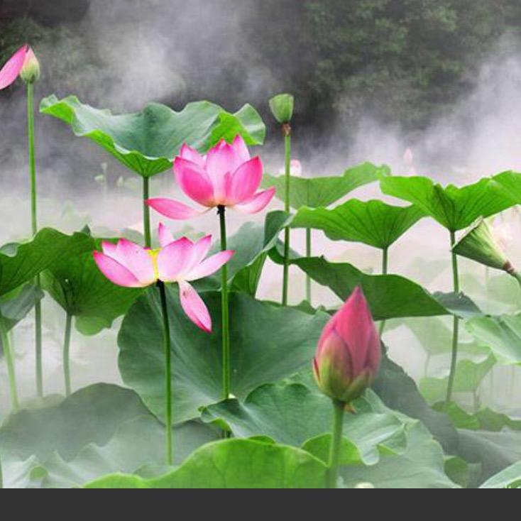 万花丛中过
