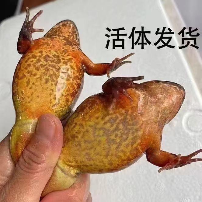 东北林蛙。蛤仕玛