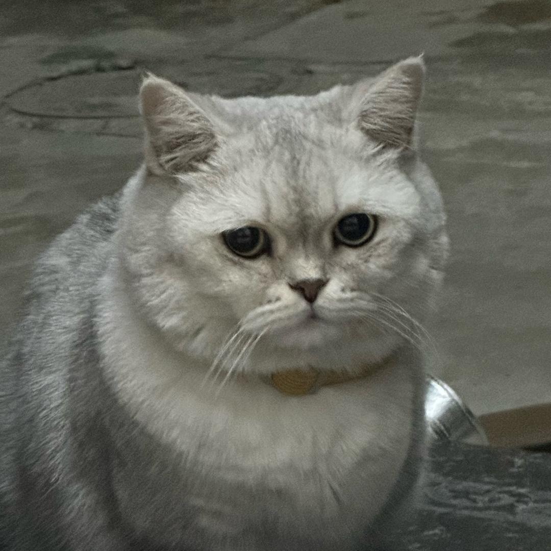 矮冬瓜