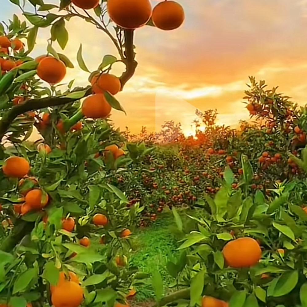 栗香商业优品小铺