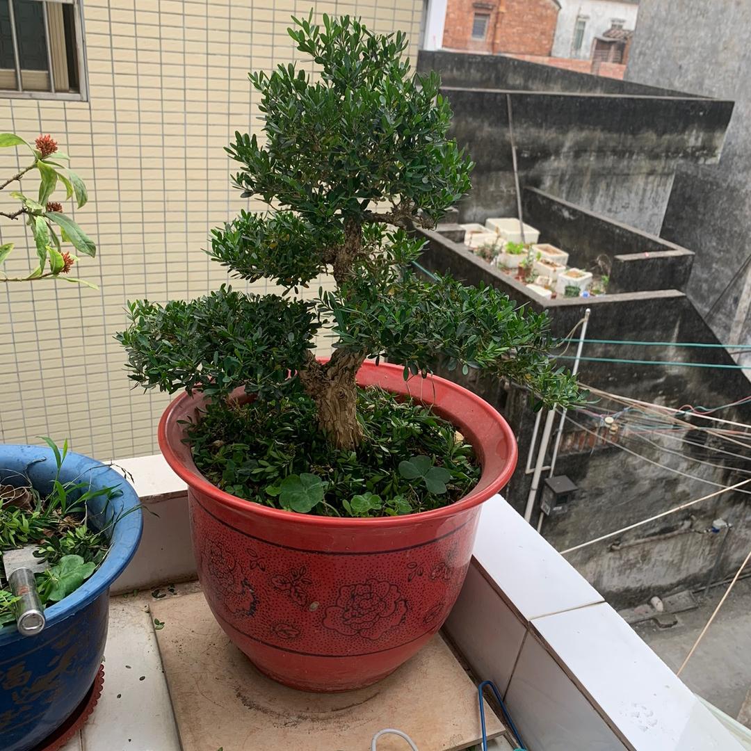 山行者