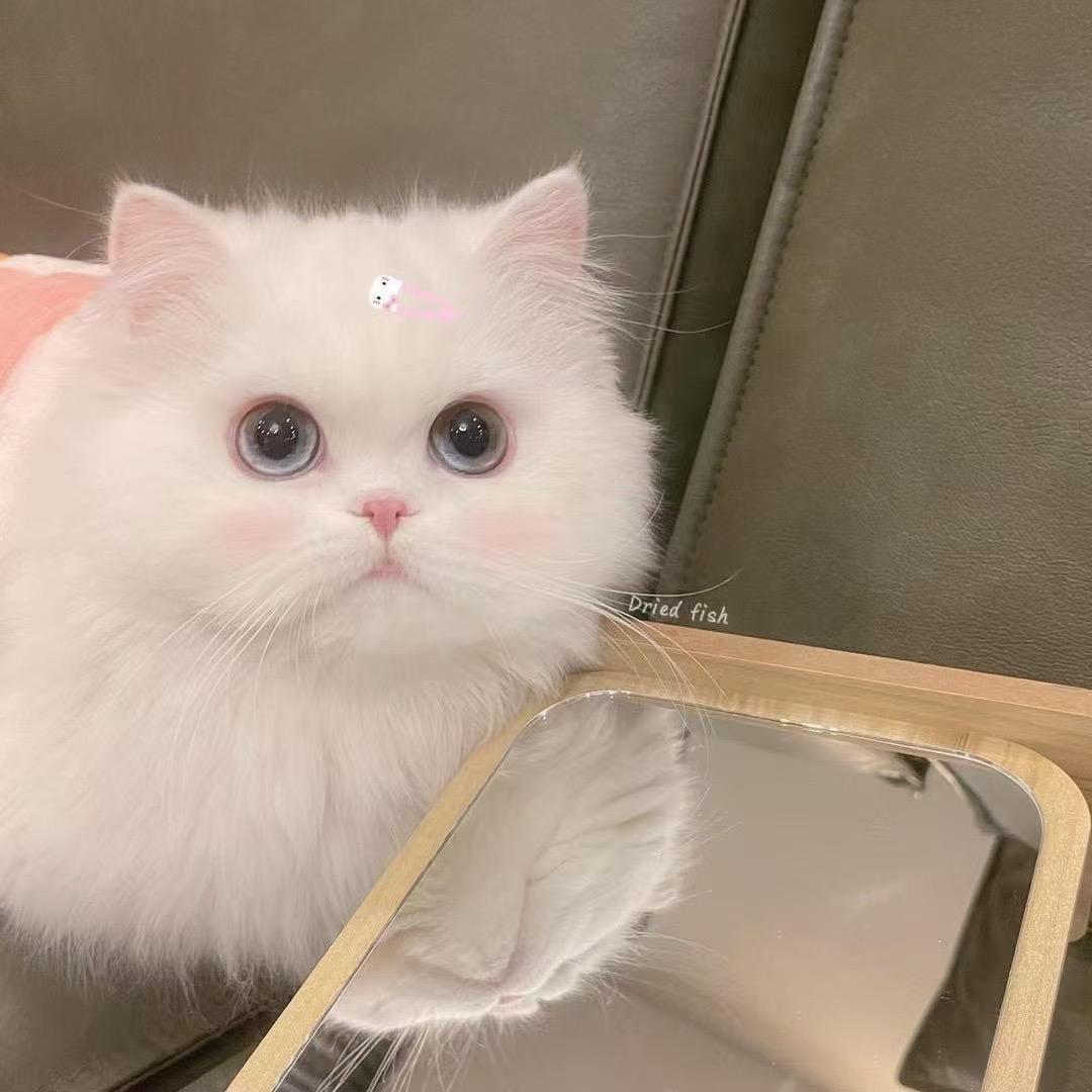 小雯吃不饱🧚🏻‍♀️