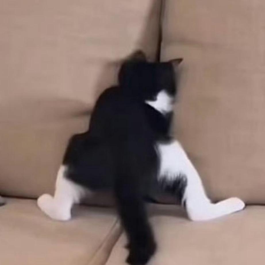 猫腻