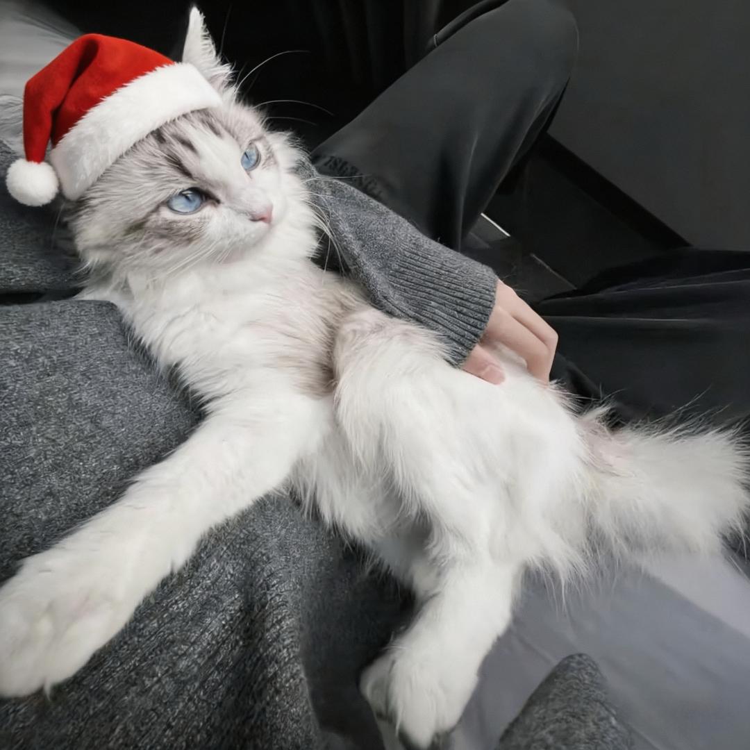 晨7（无畏契约手游）