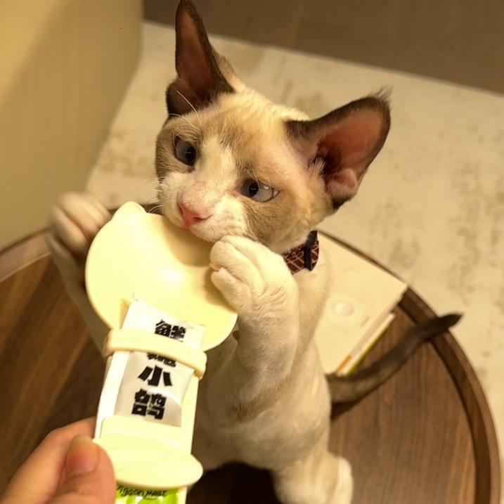 有猫饼