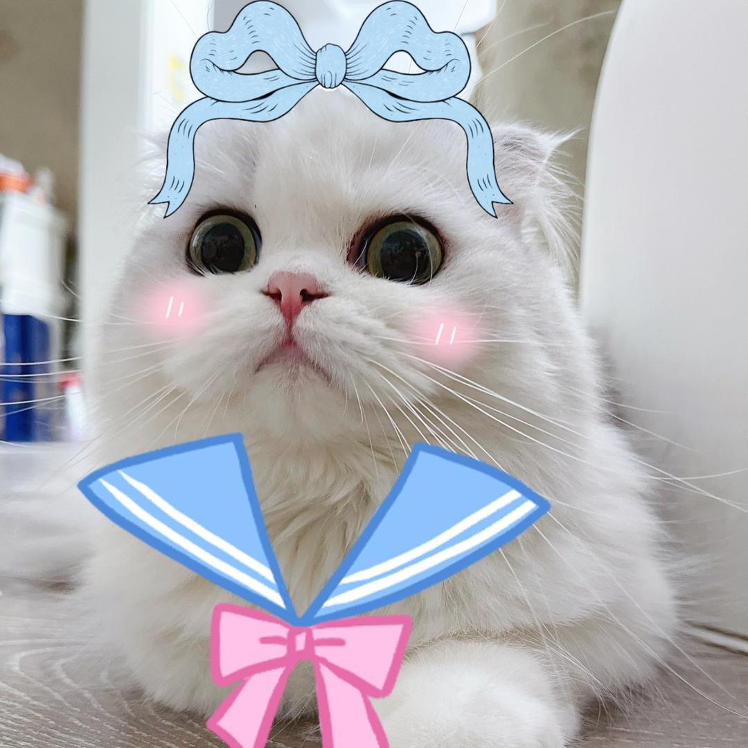 皮狗是只猫
