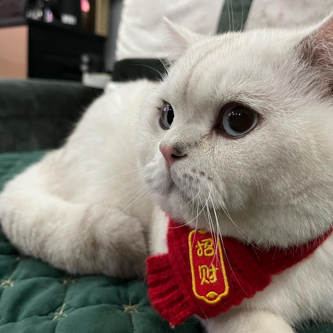凯特灯灯