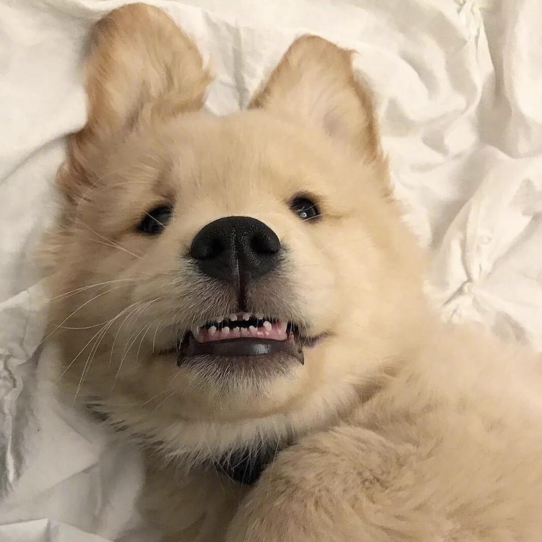 翅烤良尔奥