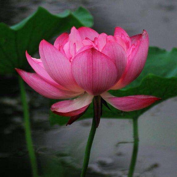 河北泓洋水生植物种植有限公司