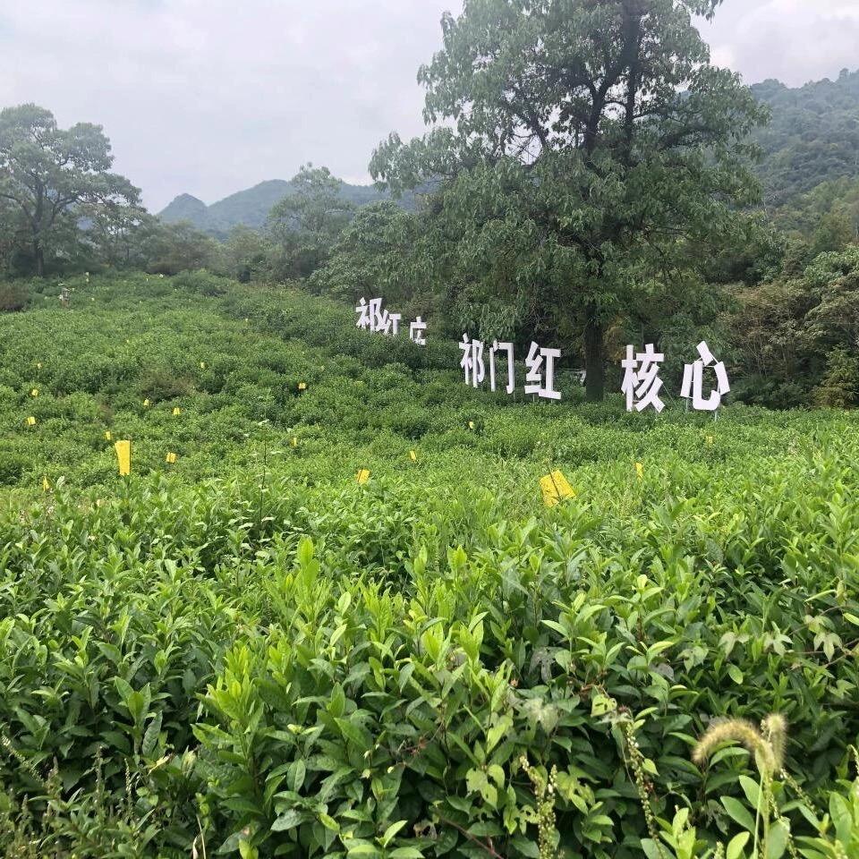 呆呆