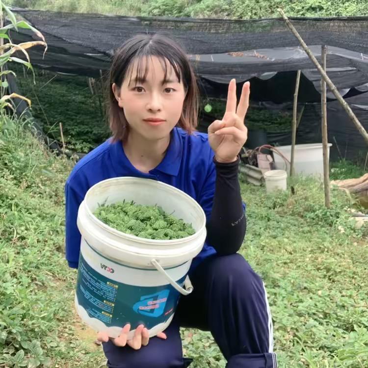 文山七姑娘