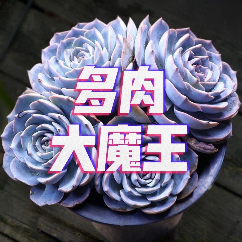 多肉大魔王