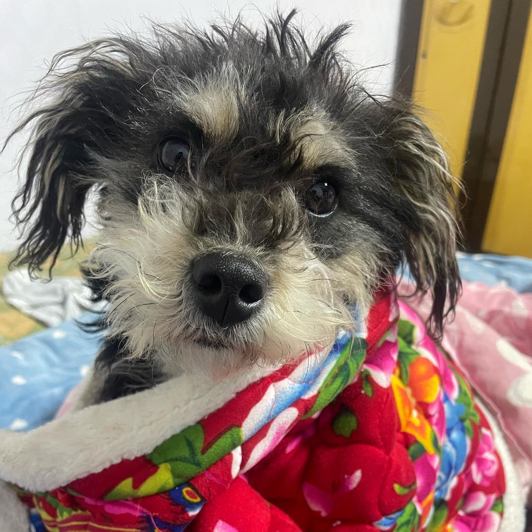 来福是只雪纳瑞（三条腿）