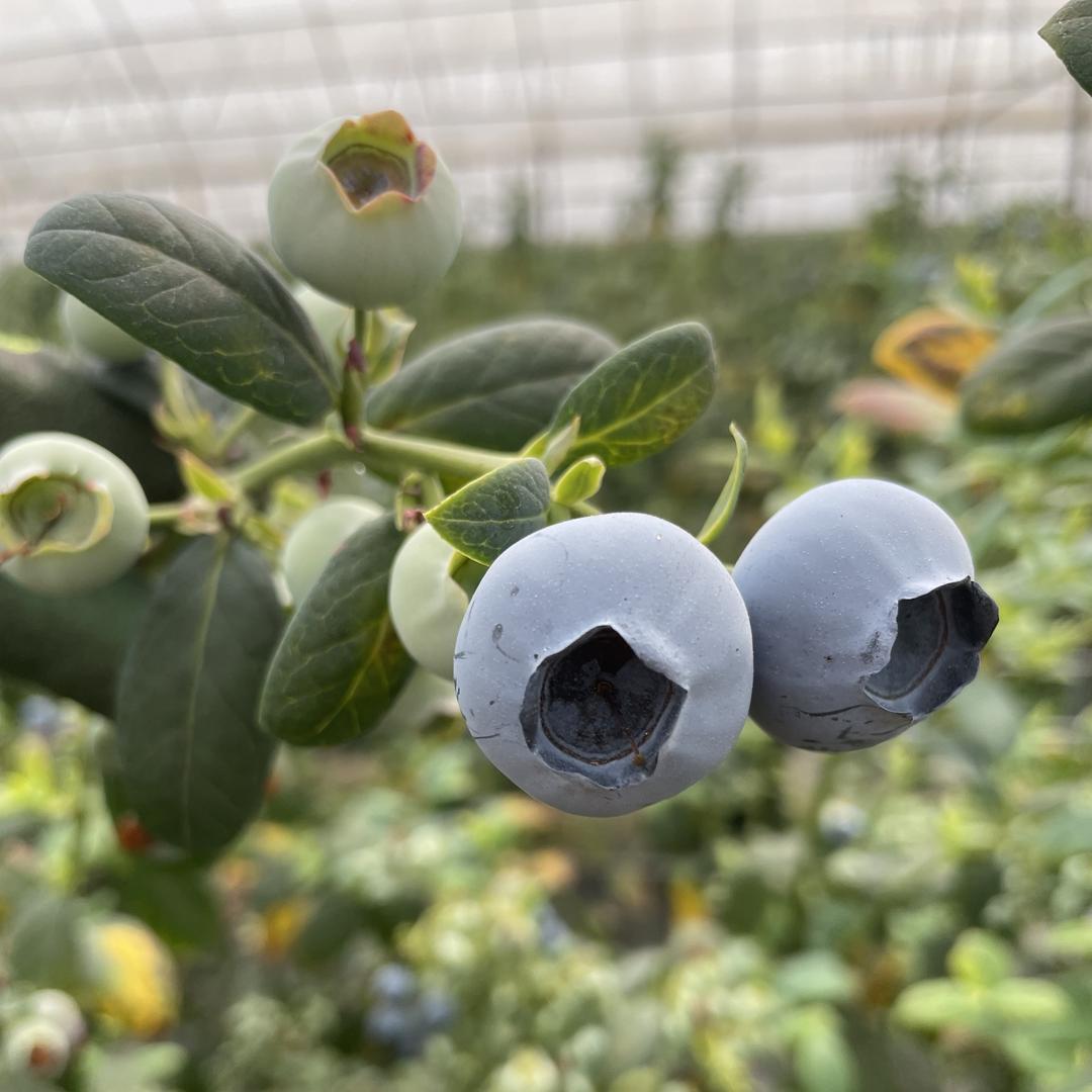 云南柳柳家蓝莓