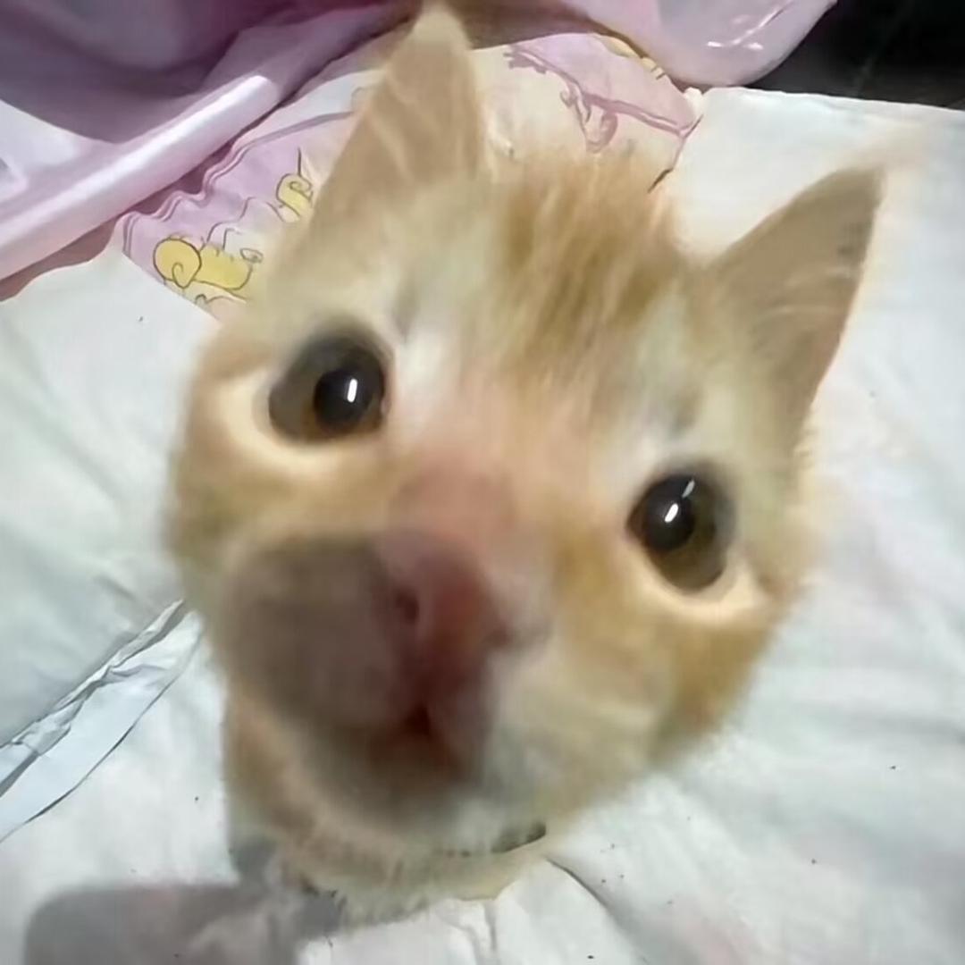 你鲨鱼叠