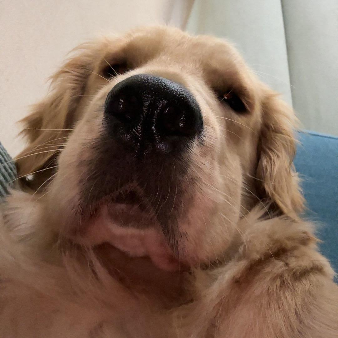 菜菜家手作宠物零食