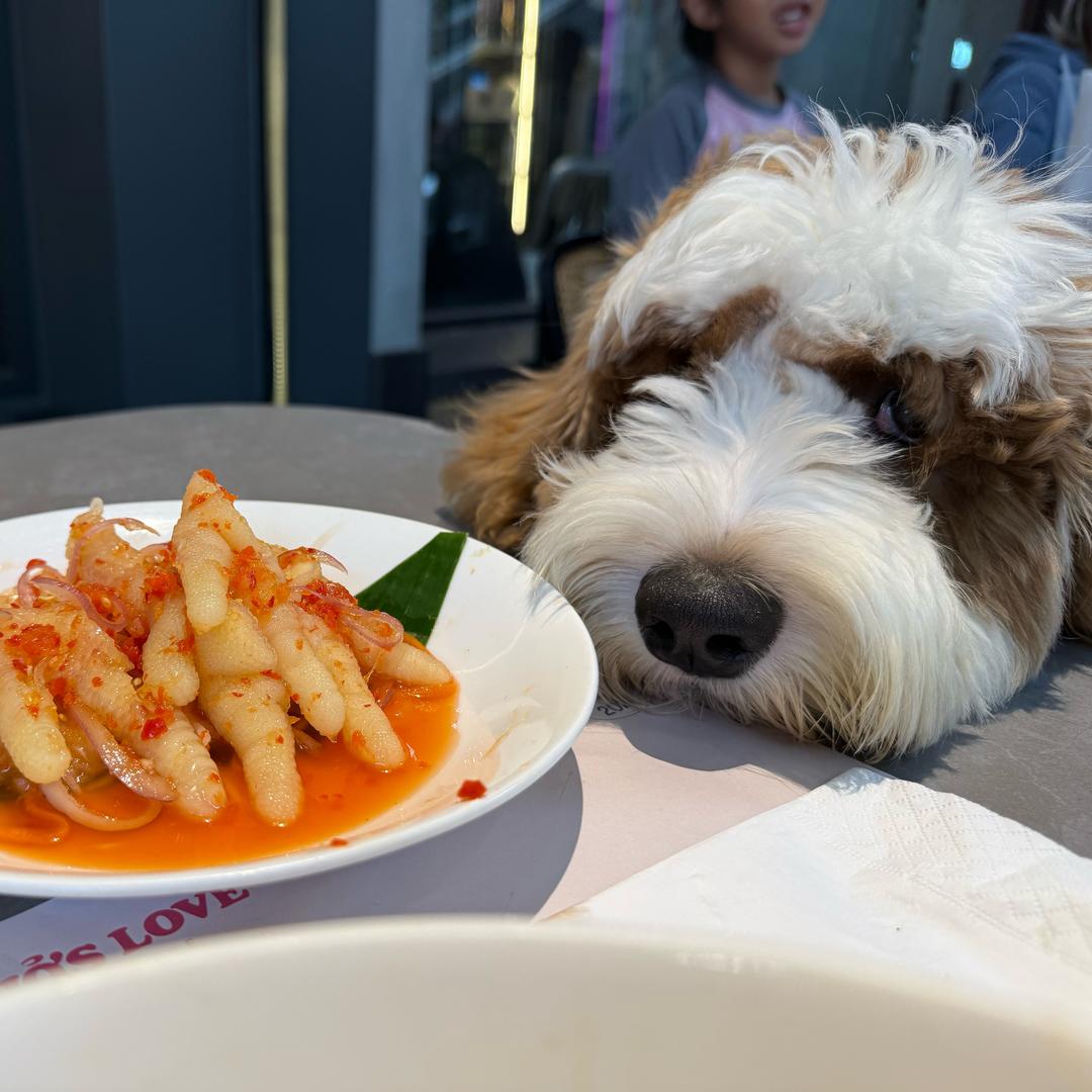 Simba是一只可卡布