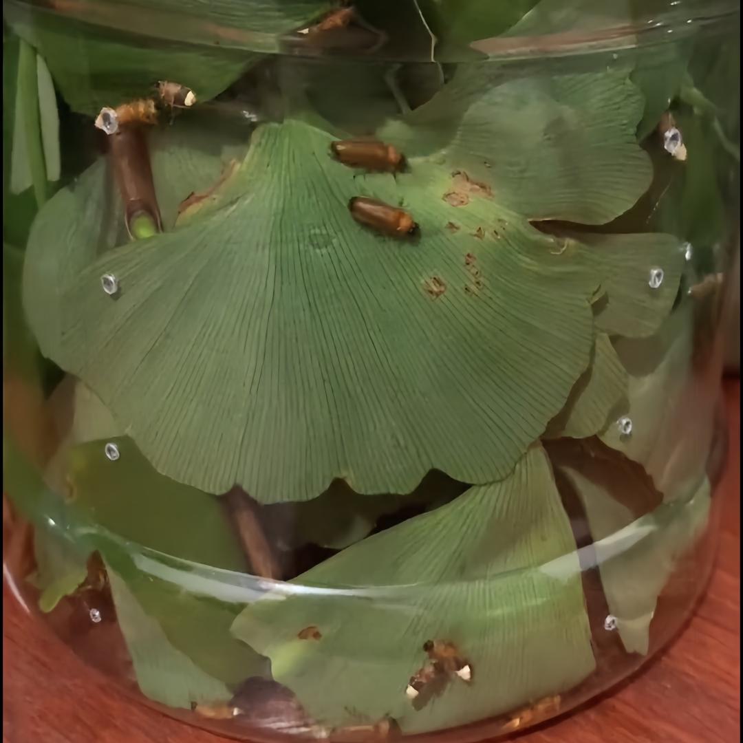 聚火萤火虫养殖