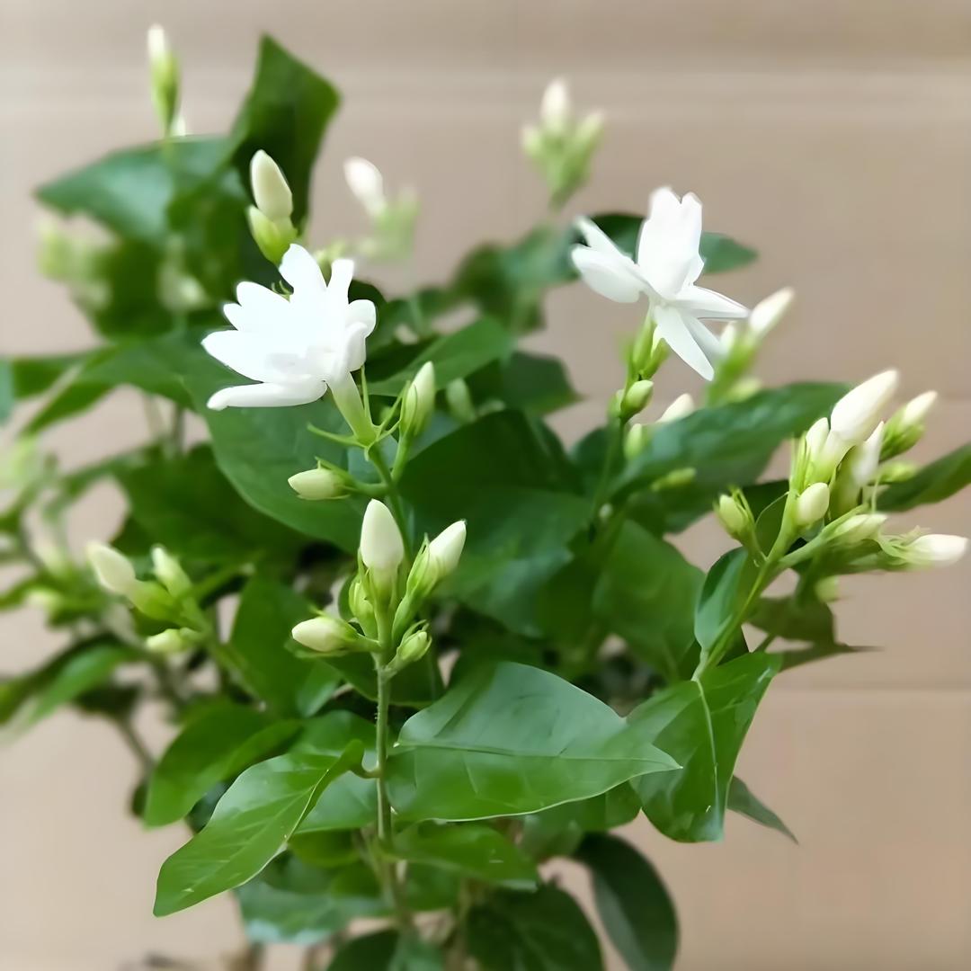 千花百卉园艺