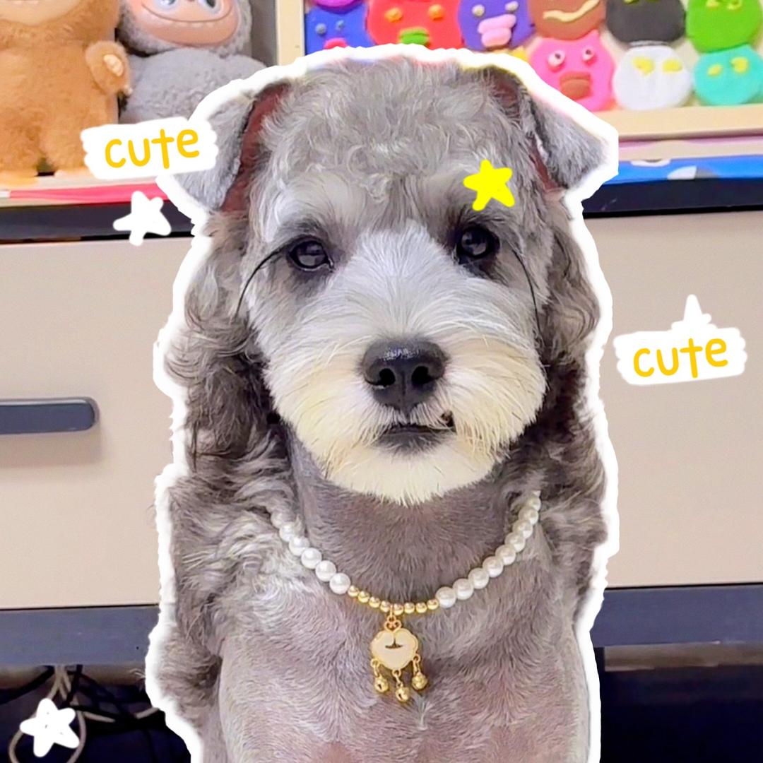 芒果🥭是只雪纳瑞